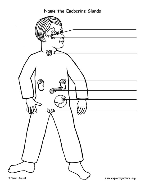 Endocrine Gland Labeling