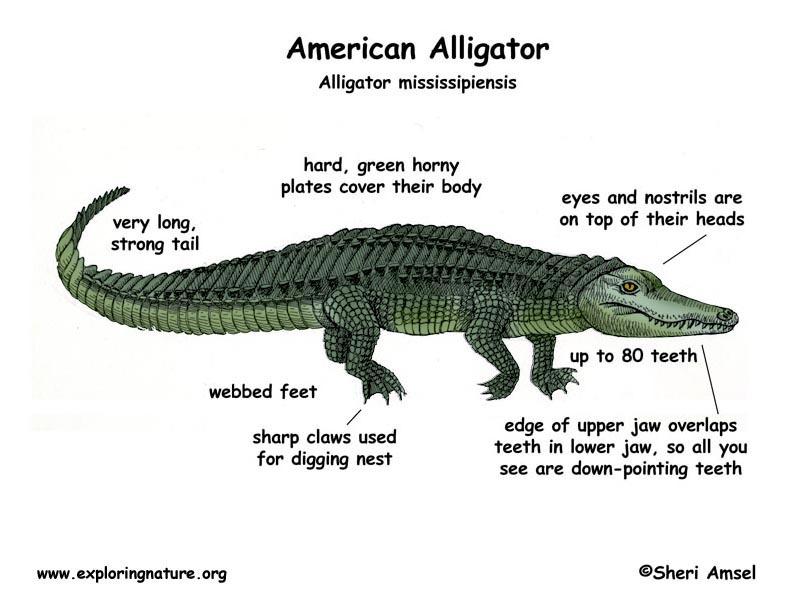 American Alligator Diagram