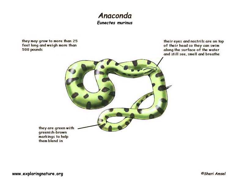 Anaconda -- Exploring Nature