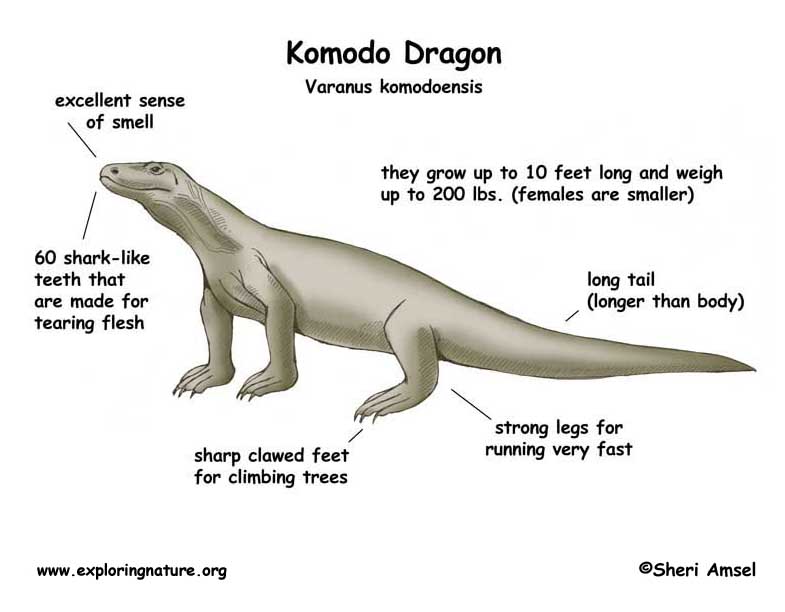 Dragon de Komodo - Wikipdia
