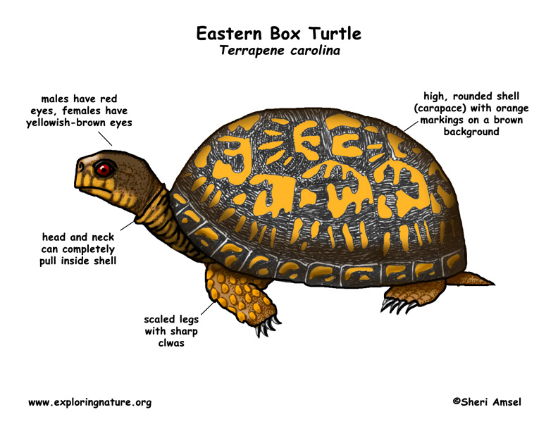 Turtle (Eastern Box)