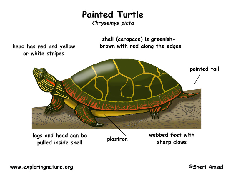 32 Turtle Anatomy Diagram - Wiring Diagram List
