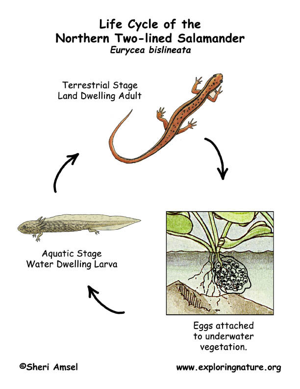Salamander (Northern Two-lined) Life Cycle