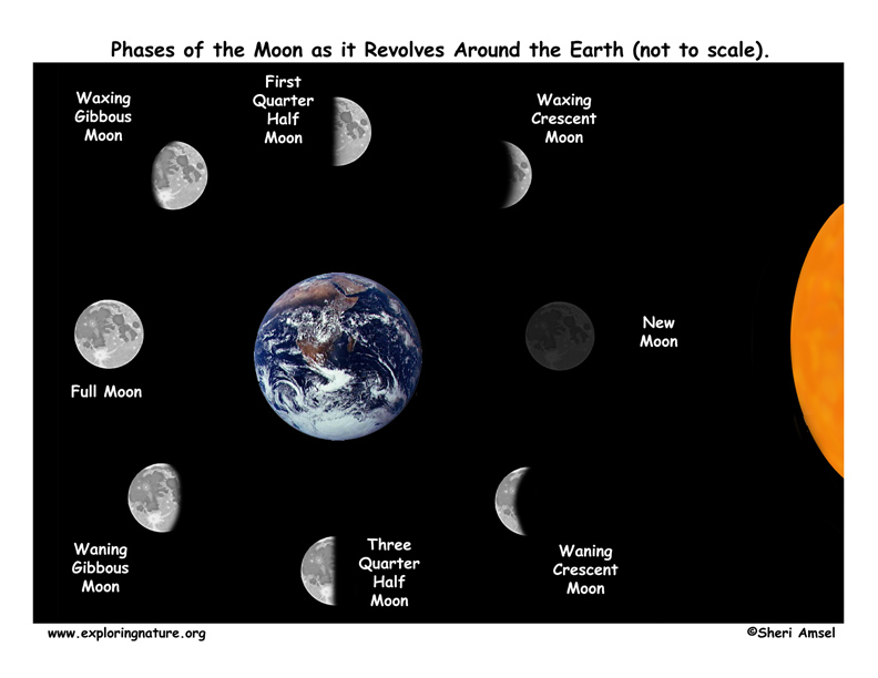 Phases of the Moon Worksheet