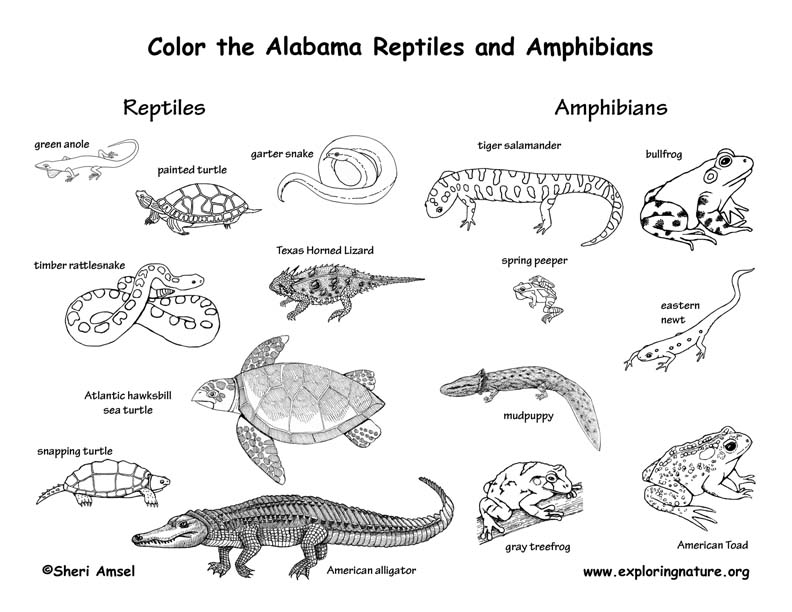 a to z reptile coloring pages - photo #46