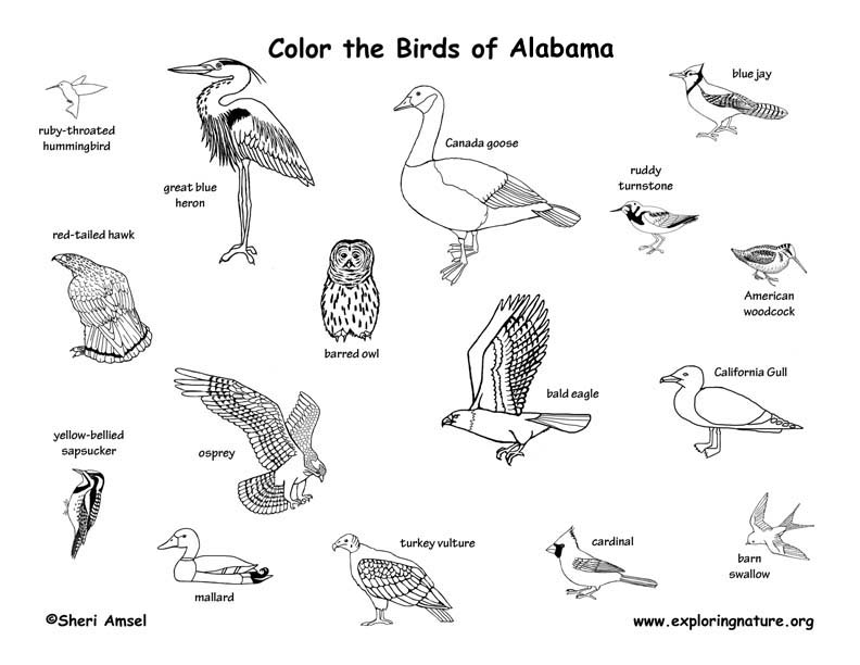 Birds Coloring Book Pdf