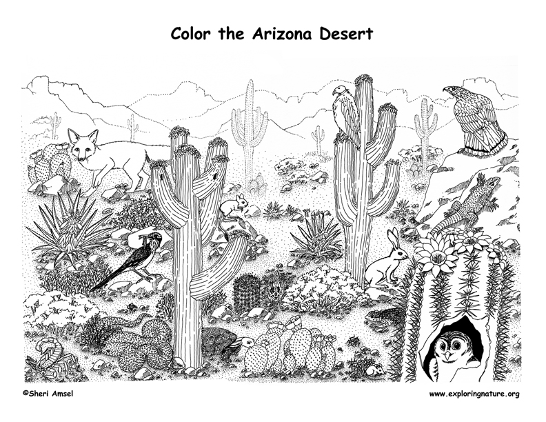 sonoran desert animals coloring pages - photo #12