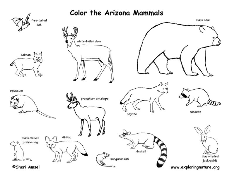 Arizona