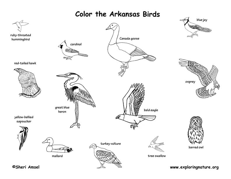 345 Cartoon Arkansas State Bird Coloring Page with Animal character