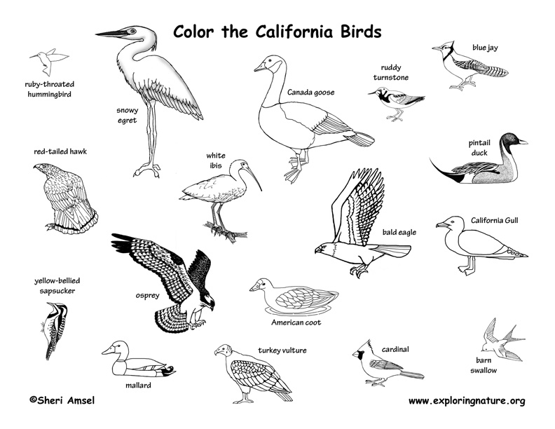 california state bird coloring pages - photo #23