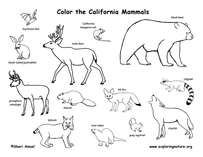 mammal coloring pages - photo #4