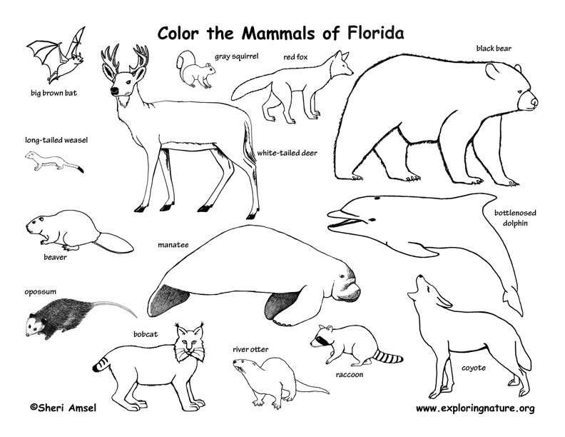 mammal coloring pages - photo #30