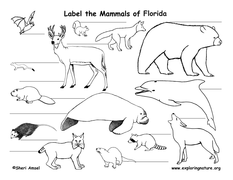 Mammals Of India Pdf