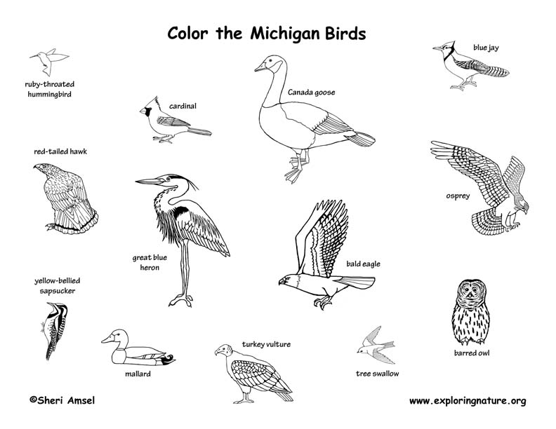 ohio state bird coloring pages - photo #31