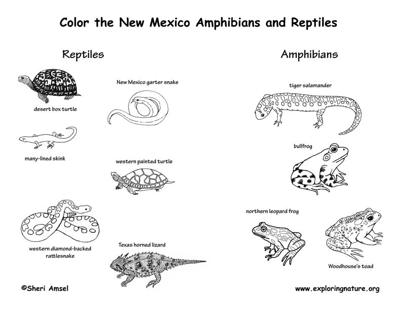 new mexico wild animal coloring pages - photo #2