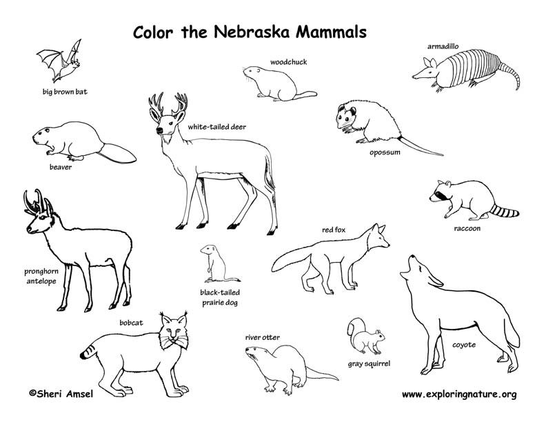 Nebraska