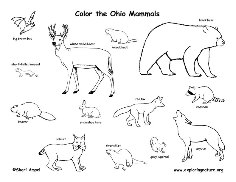 ohio wildlife coloring pages - photo #1