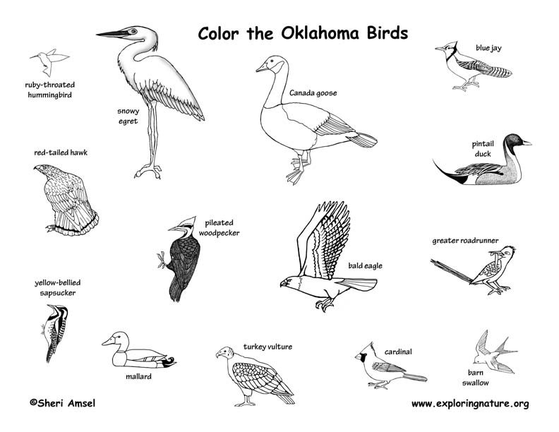 oklahoma state animal coloring pages - photo #12