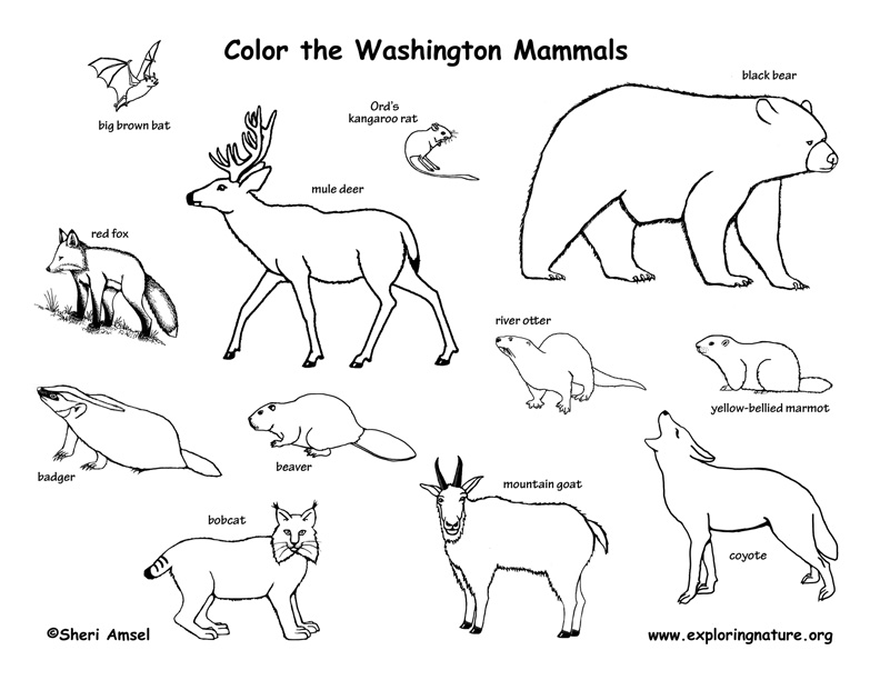 habitats coloring pages - photo #48