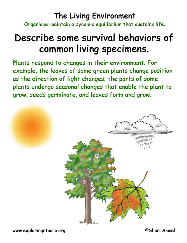 Plants To Grow