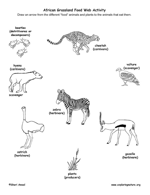 ocean ecosystem food web coloring pages - photo #28