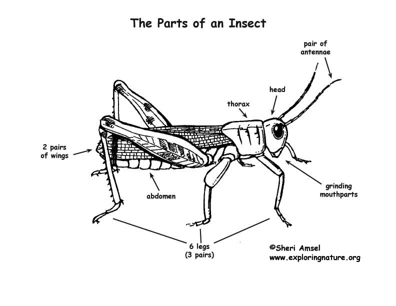 insect-facts-exploring-nature-educational-resource