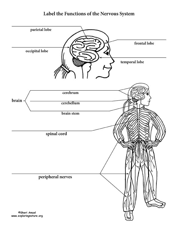 Nervous System Structure and Function Labeling Activity