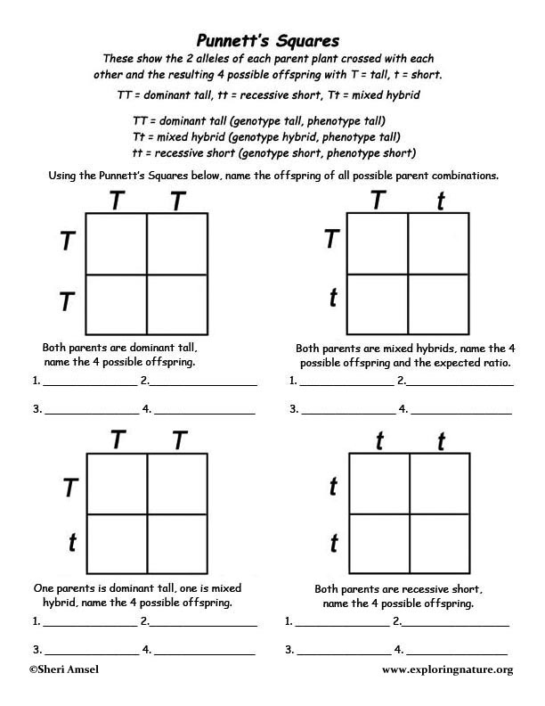 Punnett Square Worksheets & Activities |.