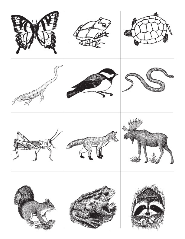 Activity worksheet Classification classification grade Lecture and 3rd Beginner animal Activity worksheet Classification classification grade Lecture and 3rd Beginner animal