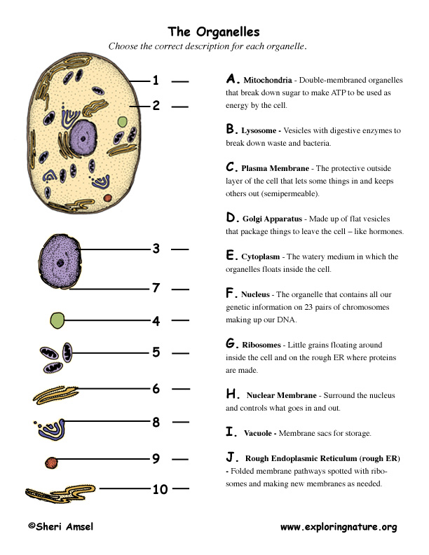 organelles worksheet  Organelle animal cell Matching Cell