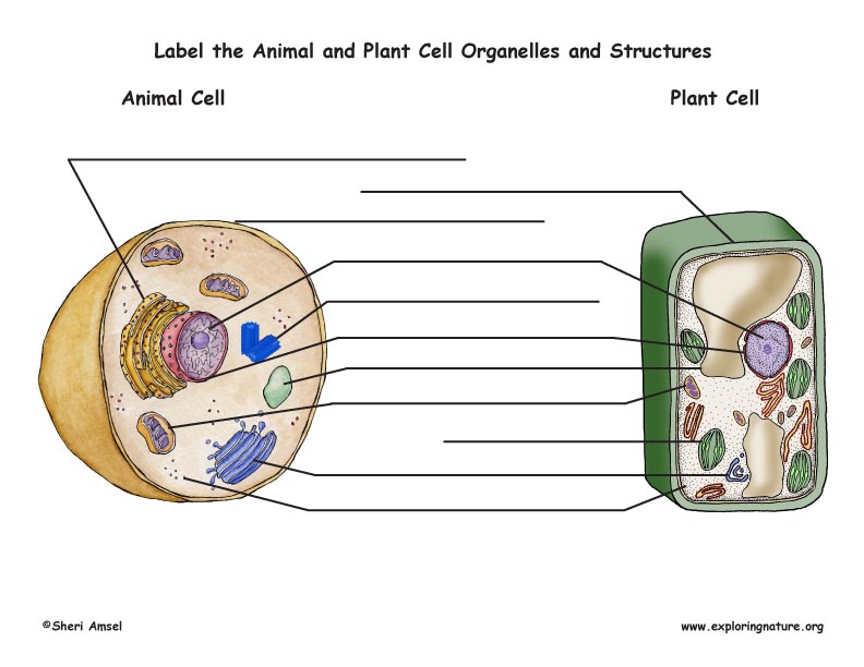 the  cell  Cells Educational Label and  Exploring coloring  labeled Nature Animal  worksheet animal  Plant