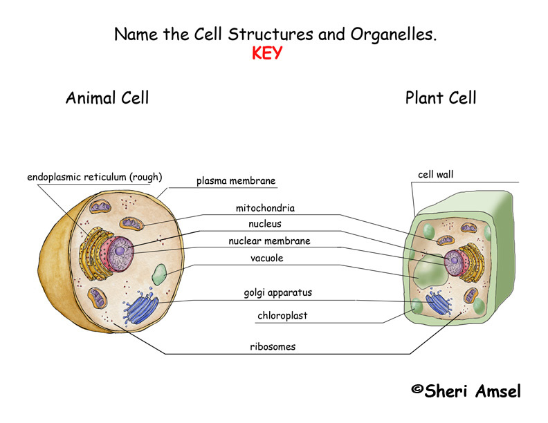 Labeling Key. image