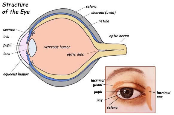 Allen  Bruce    Vision The Eye