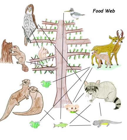 Drawing Food Webs with Own Animal Art. image