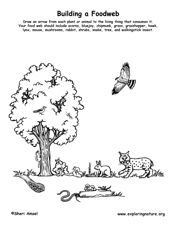 forest food web examples. Forest Habitat Food Web