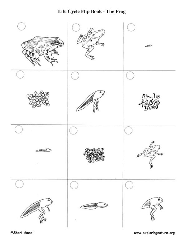 animal  Life cycle Books life Cycle Flip worksheets