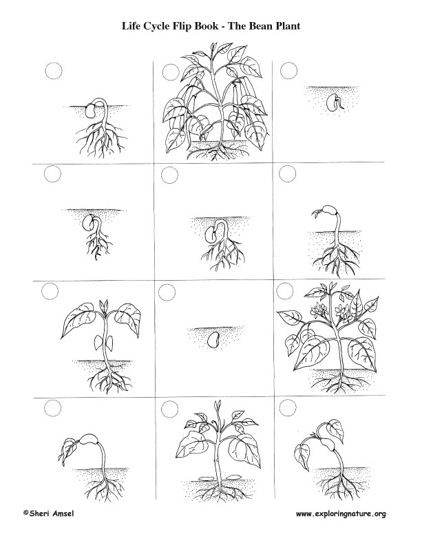 Plant Life Cycle Worksheet