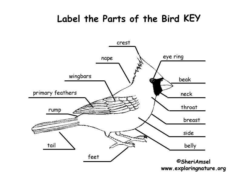 Bird Body Features Labeling
