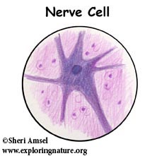 Blog de John Fredy Castro: SEXTO GRADO: TISSUE TYPES