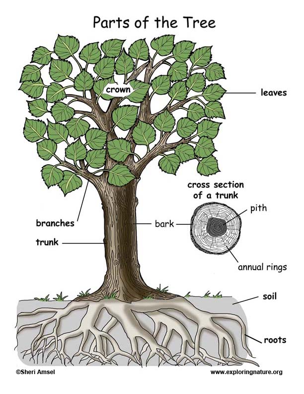 Label the Parts of a Tree