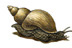 Snails & Slugs (Gastropods)