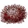Sea Urchins & Sand Dollars (Echinoidea)