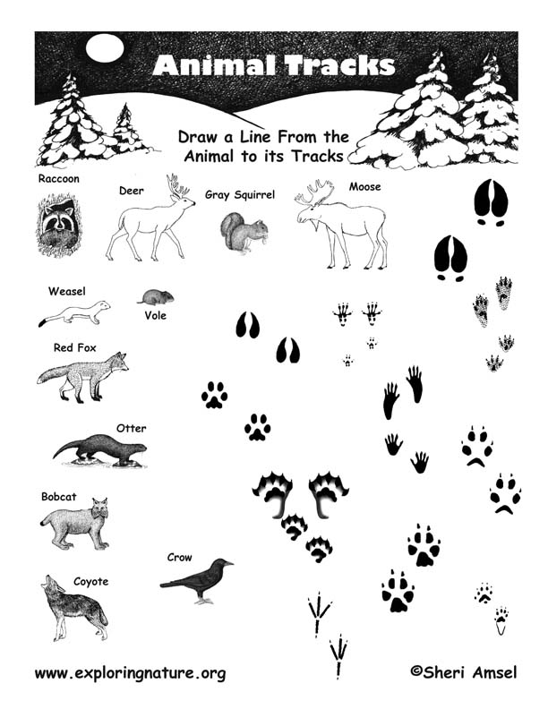 Matching Animals To Their Tracks Matching Animals To Their Tracks
