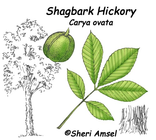 Communication on this topic: How to Identify Hickory Trees, how-to-identify-hickory-trees/ Discussion on this topic: How to Identify Hickory Trees, how-to-identify-hickory-trees/