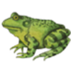 Amphibians - Frogs, Toads & Salamanders