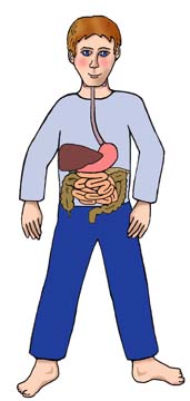 Digestive System Tutorial