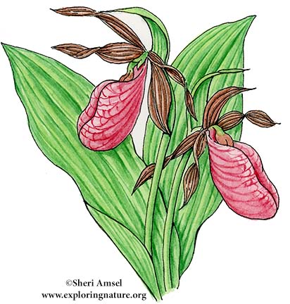 Lady Slipper (Pink)