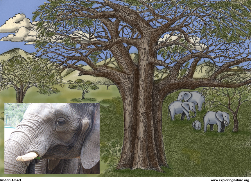 A Keystone Species – The importance of elephants on the ecosystem