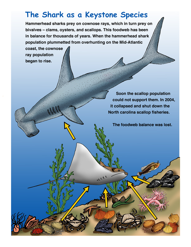 Detection of shark species with different sampling methods. Venn