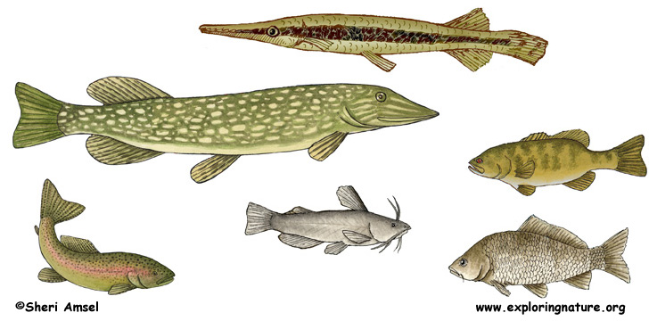 Fish